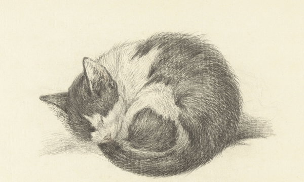 Drawing cat