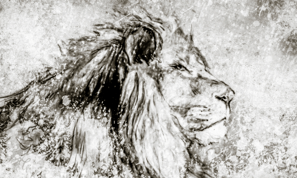 How to draw a lion