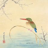 Paint by Numbers Kingfisher on the shore Japan