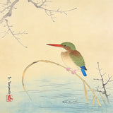 Paint by Numbers Kingfisher on the shore Japan