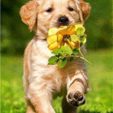 Diamond Painting Labrador & Flower