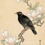Diamond Painting Blackbird at magnolia Japan