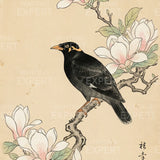 Paint by Numbers Blackbird at magnolia Japan