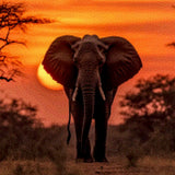 Diamond Painting Elephant Sunset