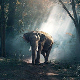 Paint by Numbers Elephant in the Forest