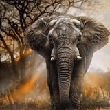 Paint by Numbers Elephant with Sunset
