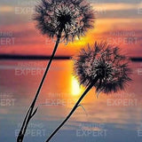 Paint by Numbers Dandelion Sunset