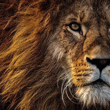 Paint by Numbers Beautiful Lion