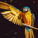 Paint by Numbers Beautiful Parrot