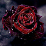 Diamond Painting Red Rose
