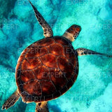Paint by Numbers Turtle (With Frame)