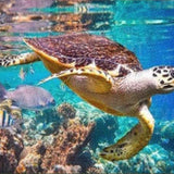 Diamond Painting Turtle Sea