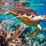 Paint by Numbers Turtle Sea