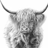 Paint by Numbers Scottish Highlander in Black and White