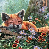 Paint by Numbers Sleeping Fox