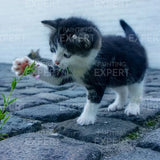 Paint by Numbers Kitten Playing