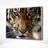 Paint by Numbers Tiger Blue Eyes