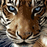 Paint by Numbers Tiger Blue Eyes