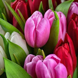 Paint by Numbers Tulips