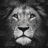 Paint by Numbers Black White Lion Portrait