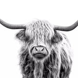 Paint by Numbers Black and White Scottish Highlander